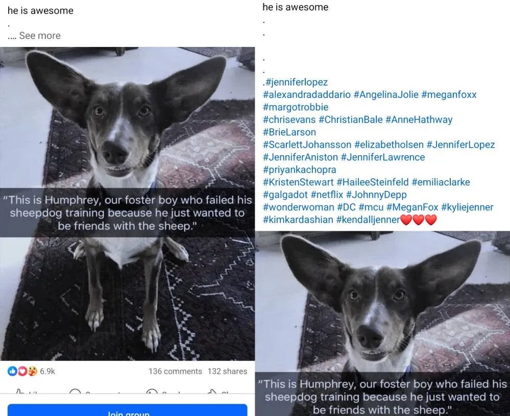 Facebook 上的帖子，内容是可爱的狗狗，却带有大量诸如 JenniferLopez 和 TaylorSwift 之类的标签